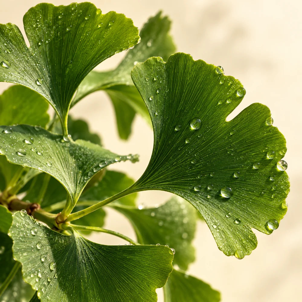 Ginkgo Biloba